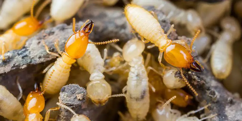 Kill Termites Naturally in Drywall