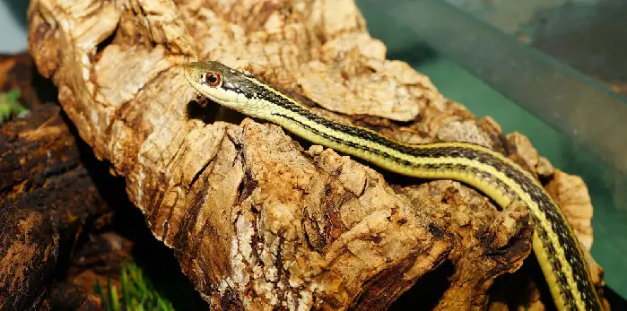 are garter snakes good to have in your yard	