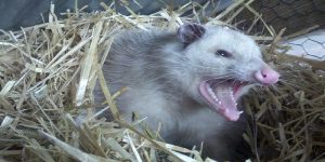 Get-Rid-of-Opossum-Under-House
