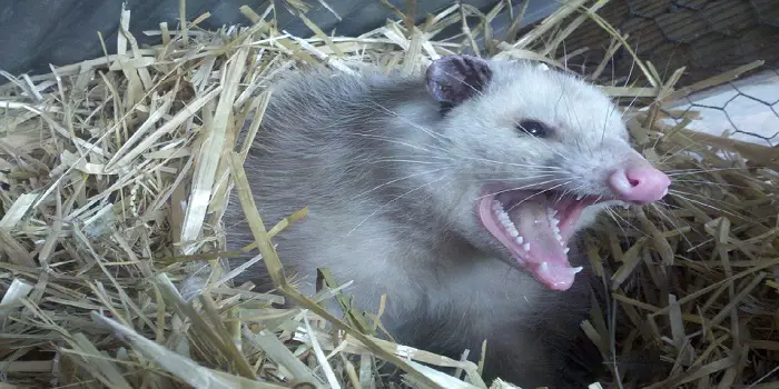 Get Rid of Opossum Under House