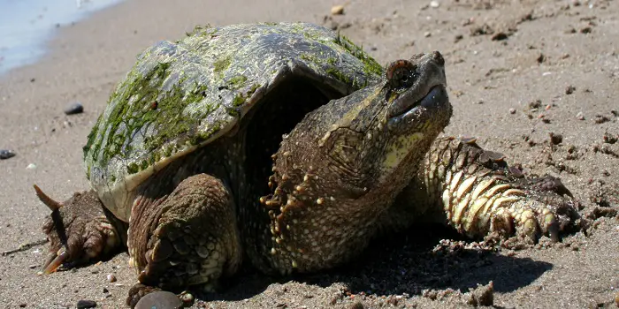 Snapping Turtle in Pond