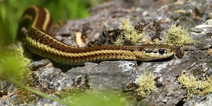 Get rid of garter snake in house