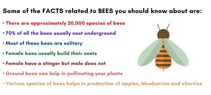 datos de las abejas terrestres