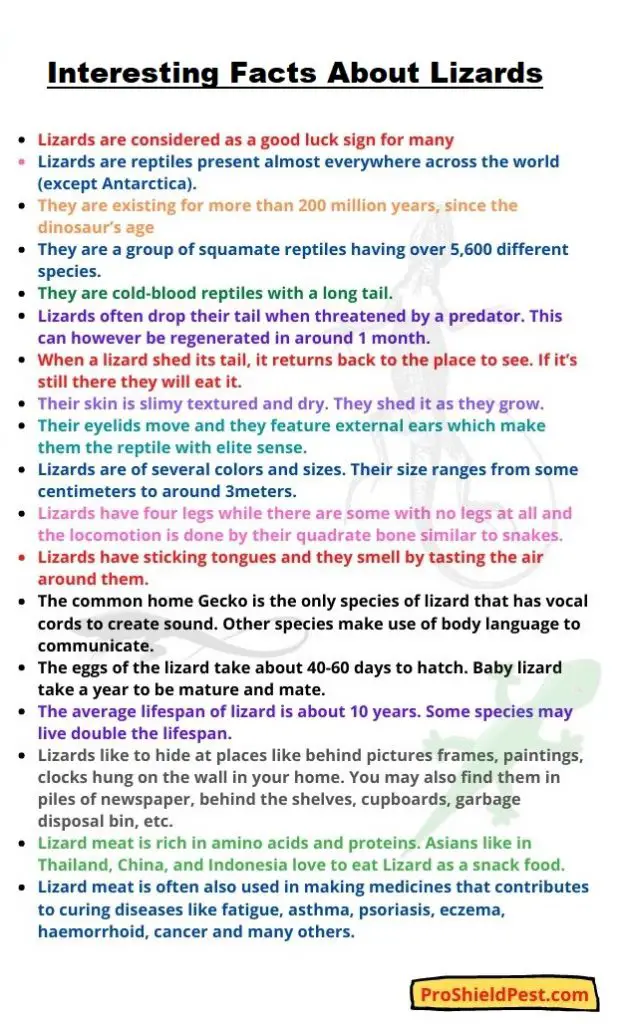 Interesting Facts About House Lizards