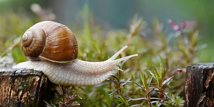 Stop Snails and Slugs from Entering House