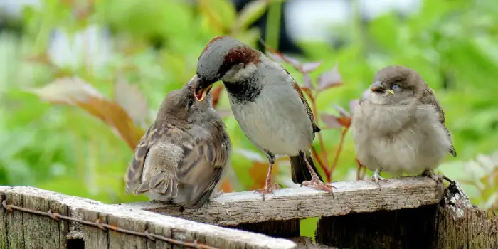 Stop Sparrows from Building Nest