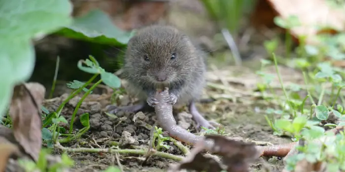 are voles dangerous