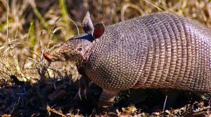 What is the Best Bait for Armadillos - To Catch Them Easily?