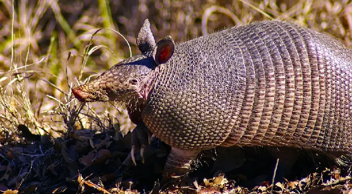 bait for armadillos