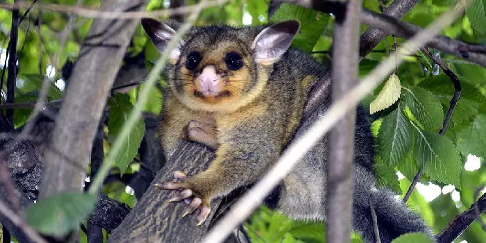 best-bait-to-trap-possum