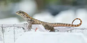 can lizards be killed by cockroach spray