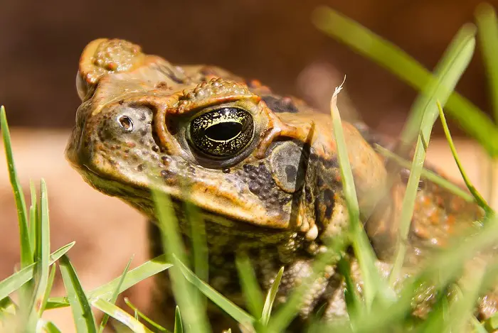 Cane toad hiding in the yard