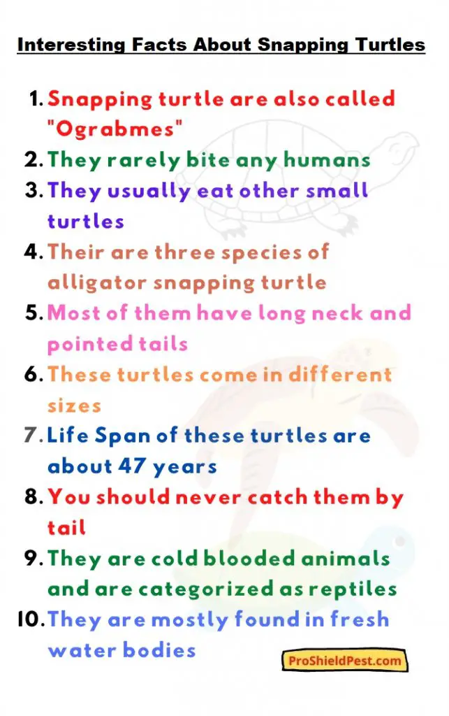 Snapping turtle facts
