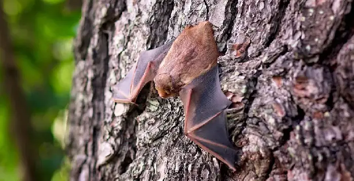 sbarazzarsi di pipistrelli in casa tua