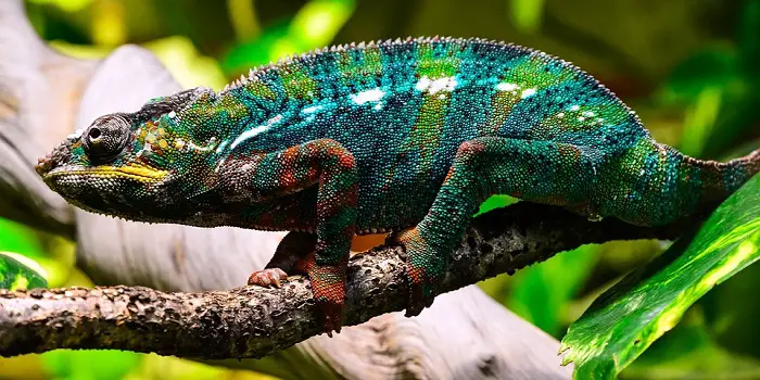 get rid of chameleon in the garden