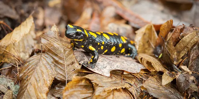 get rid of fire salamanders