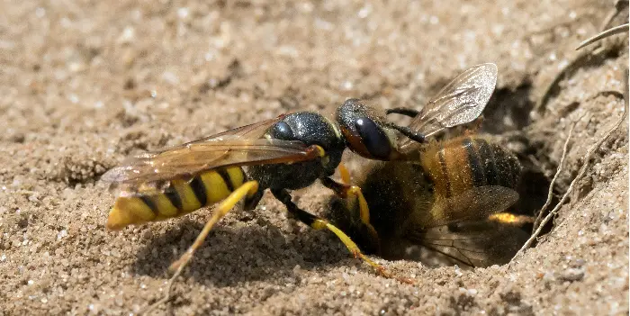how to get rid of ground bees in your yard