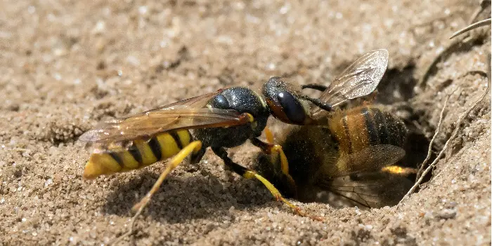  wie man Bodenbienen in Ihrem Garten loswird