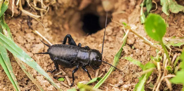 11 Proven Ways to Get Rid of Crickets from Inside the House?