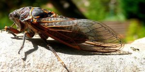 get rid of a cicada