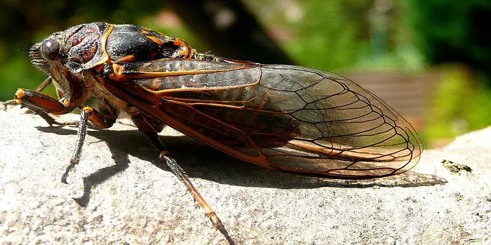 How to get rid of a cicada in your house