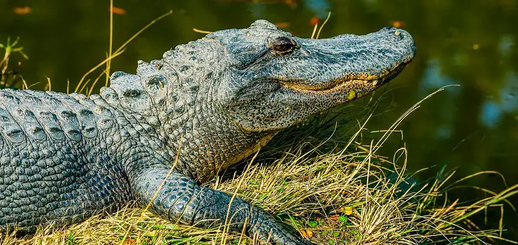 how to get rid of alligators
