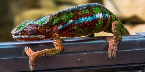 how-to-get-rid-of-chameleons-in-the-house