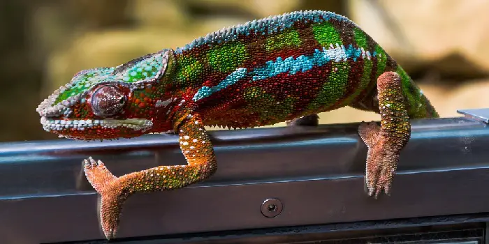 how to get rid of chameleons in the house