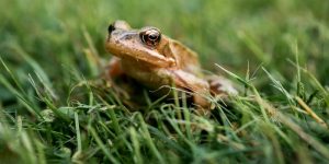 how to get rid of coqui frogs