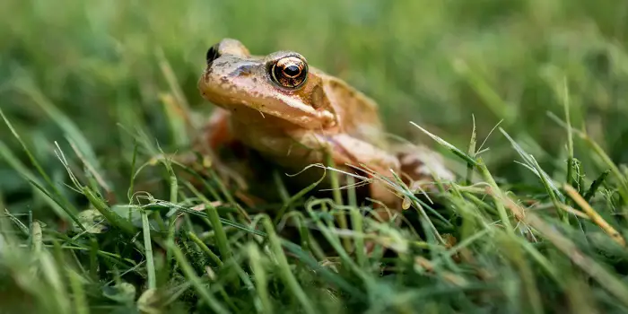 Hur bli av med coqui grodor