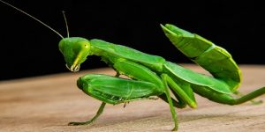 get rid of praying mantis