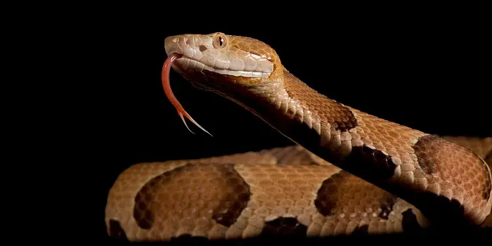 como manter as cobras copperhead fora do quintal