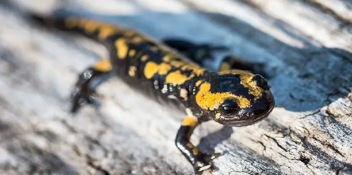 4 Easy Steps To Trap Salamanders In Your House