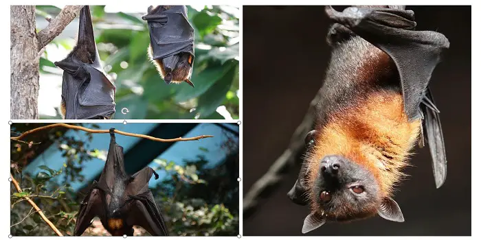 natural ways to get rid of bats in your house