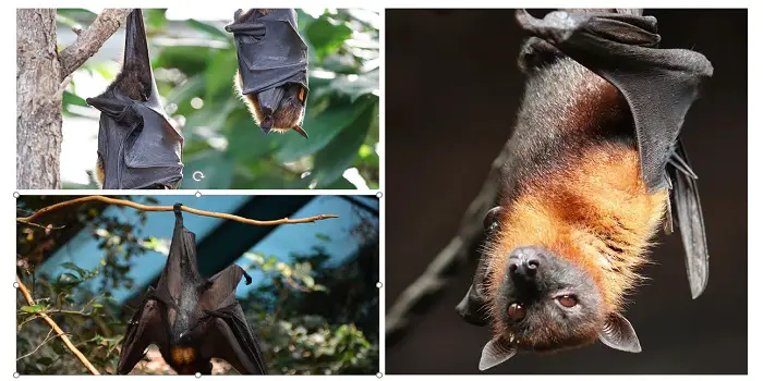 modi naturali per sbarazzarsi dei pipistrelli nella tua casa