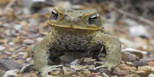 stop cane toads in backyard