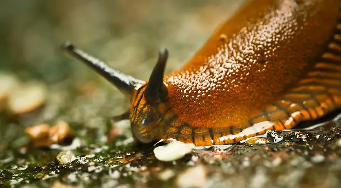home remedies and repellent for slugs