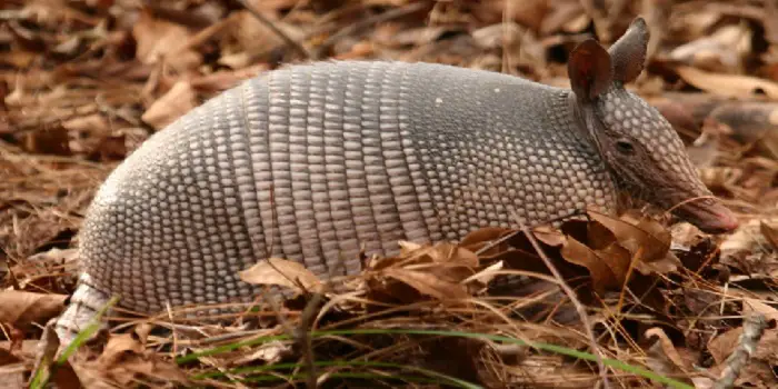 what is the best bait to catch an armadillo