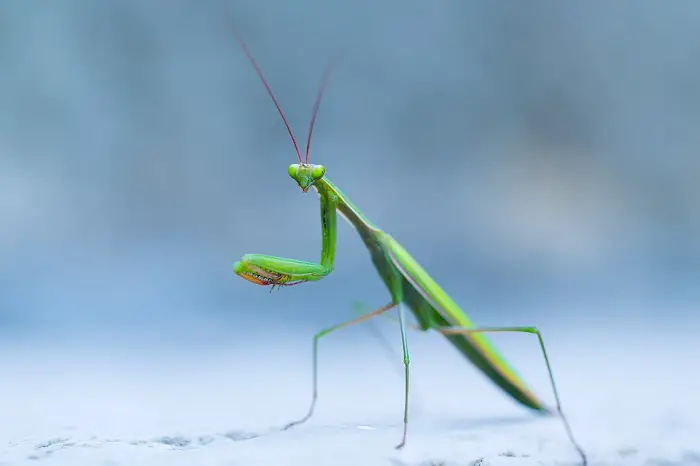 wild-praying-mantis-insect