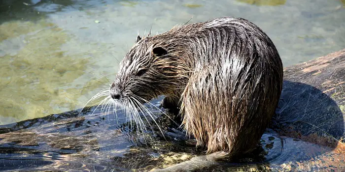 Are Beavers Dangerous