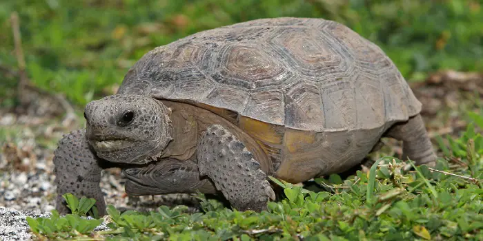 How To Get Rid Of A Gopher Tortoise Digging Your Property