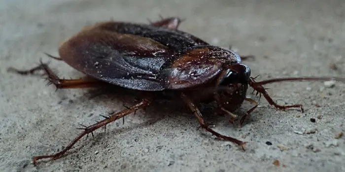 bugs that look like cockroaches but aren't