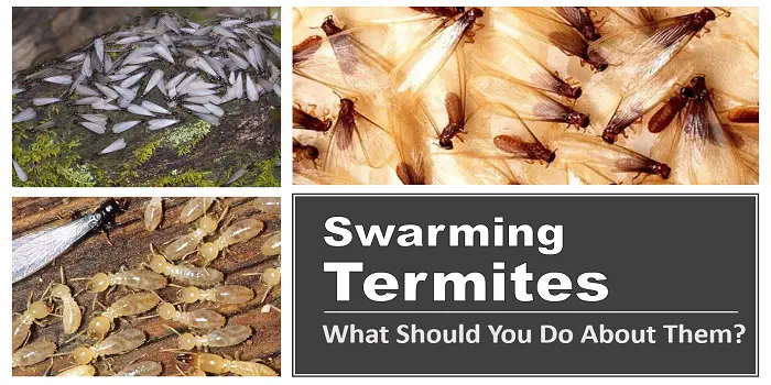 termite swarmers