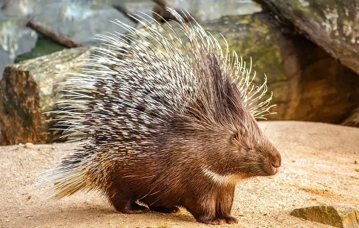 are porcupines dangerous