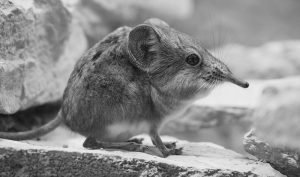 Are Shrews Poisonous to Humans - How to Get Rid of Them?