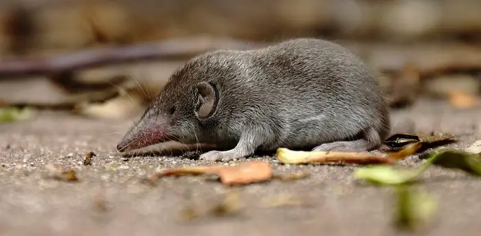 Are Chequered Elephant Shrews Poisonous