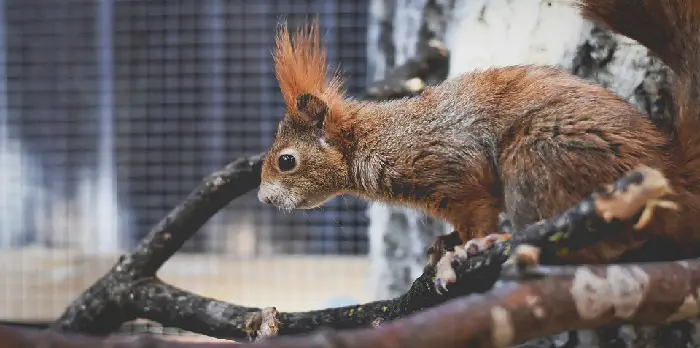 dangers of squirrels