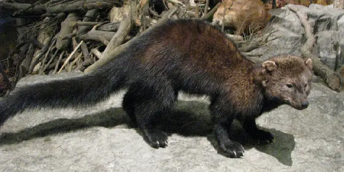 Fisher Cat Attack Sounds