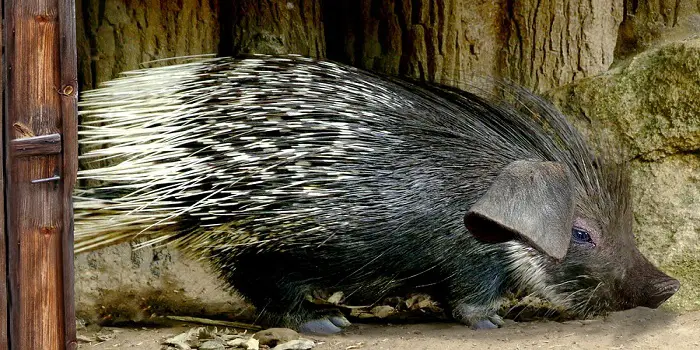 how to capture a porcupine