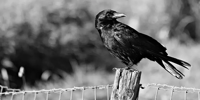 how to scare off crows and magpies